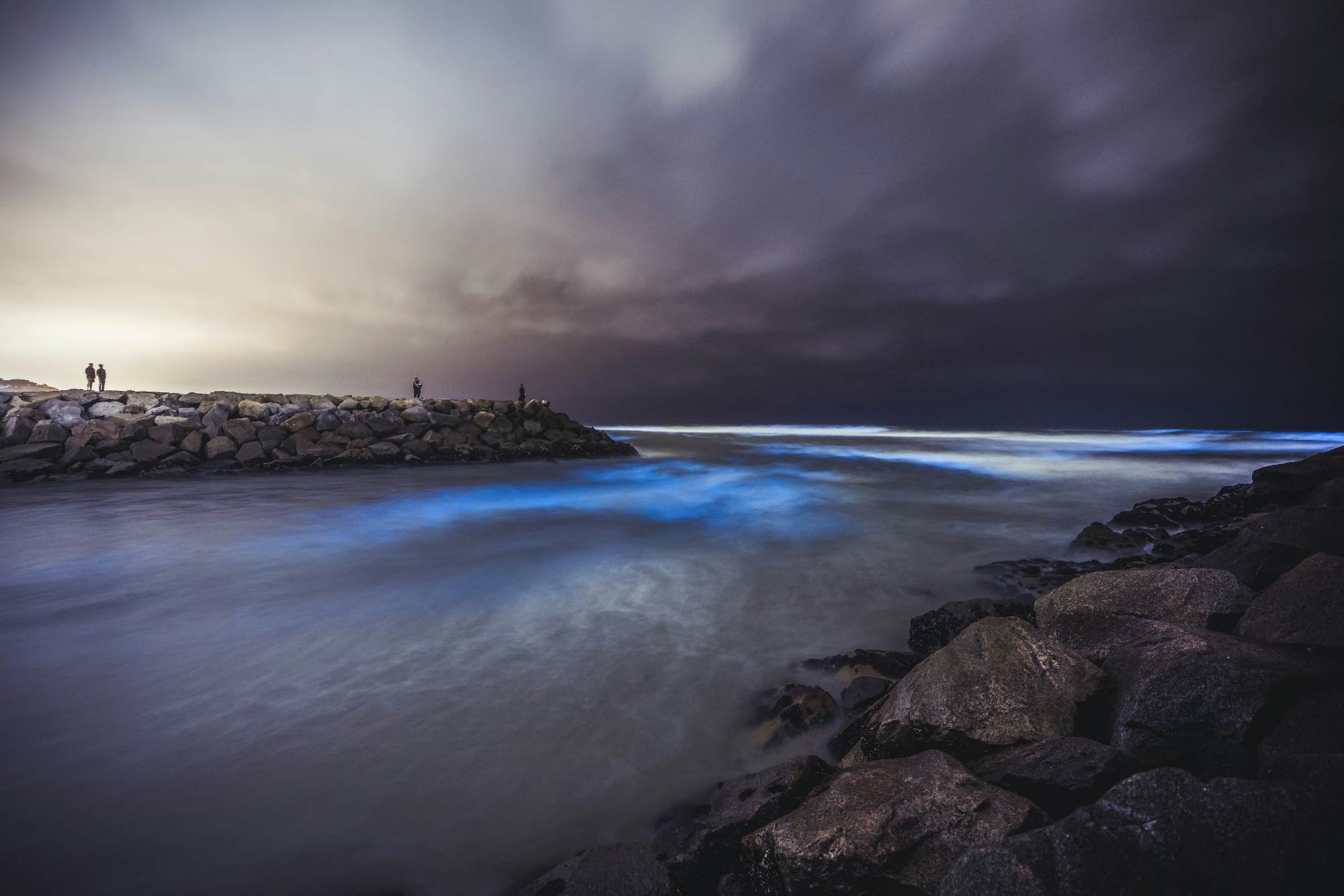 Dolphins leap through glowing bioluminescent waters Lonely